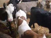 Skot (série, pohlaví neuvedeno), Simmental cattle — foto 2