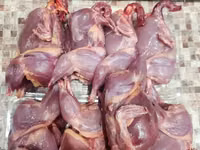 Quails — zdjęcie 7