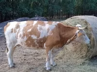 Сиыр, Simmental cattle — 4-сурет