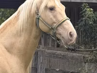 Cheval, Rocky Mountain Horse — photo 4
