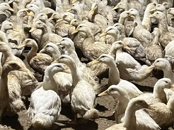 Ducks
