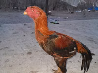 Atlar (partiya, cinsi göstərilməyib), Atlar — foto 7