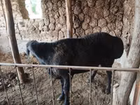 Beran, Red Karaman sheep — foto 4