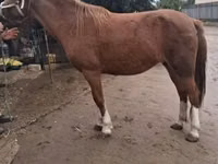 母马, Horses — 照片 2