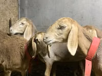 பெண் ஆடு, Arashan sheep — புகைப்படம் 2