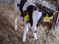 Byk, Russian Black pied cattle — zdjęcie 2