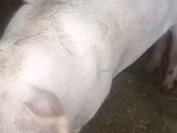 公猪, Pigs