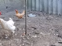 Chickens — ფოტო 3