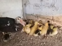 Ducks — الصورة 2