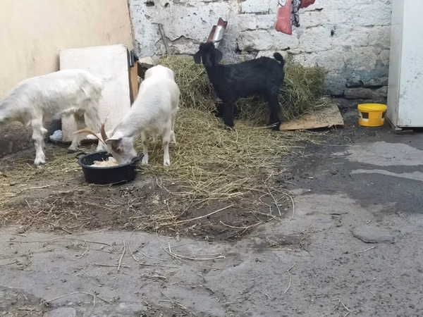 Kozy (šarže, pohlaví neuvedeno), Kozy — Ázerbájdžán