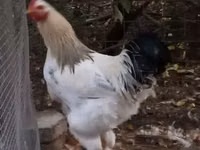 Chickens — foto 3