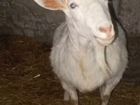 Cabra, Cabras — foto 4