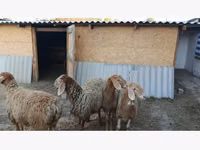 ცხვარი, ცხვრები — ფოტო 1