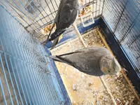 Nymph quşları (Cockatiel) – 2 ədəd, qəfəs və aksesuarlarla birlikdə — foto 2