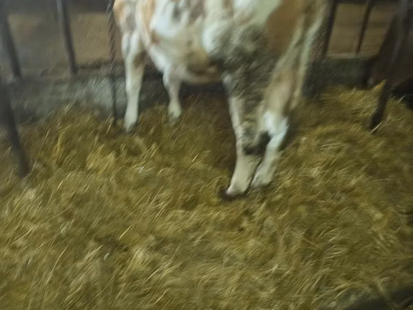 Krava, Simmental cattle