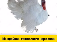 Chickens — foto 2