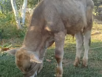 ხარი, Swiss cattle — ფოტო 4
