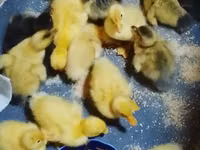 بكين ألماني — الصورة 1