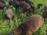 绵羊（批次，未指定性别）, Sheep — 照片 1
