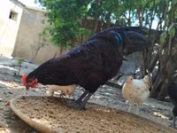 Australorp — foto 1