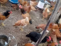 Chickens — foto 8