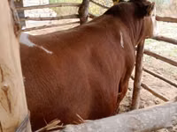 Бұқа, Simmental cattle — 3-сурет