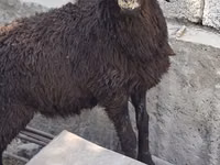 نعجة, الأغنام — الصورة 2