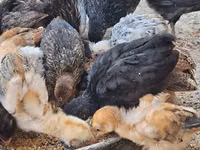 Chickens — foto 4