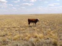 Bovinos (lote, sexo no especificado), Ganado vacuno — foto 2