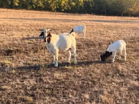 Kozioł, Boer goat — zdjęcie 3