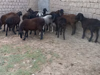 Koç, Hissar sheep — foto 2