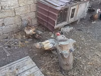Ducks — Foto 5