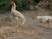 Chickens — zdjęcie 4