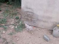 Chickens — Foto 7