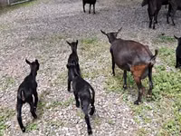 Koza, Murcia-Granada goats — zdjęcie 3