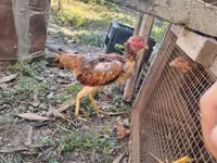 Chickens — foto 1