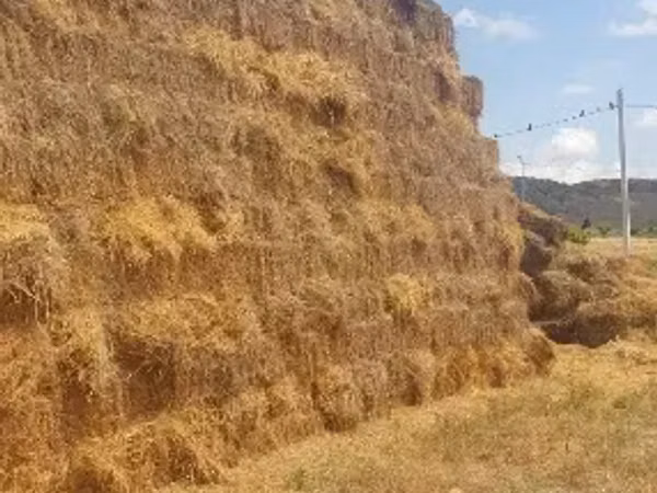 Արվույտ (յոնջա տուկ)