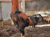 Chickens — zdjęcie 1
