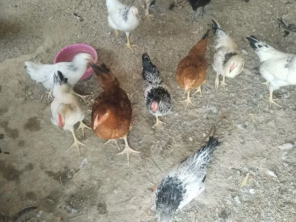 Chickens — Ozarbayjon