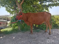 İnek, Sığır — foto 7