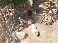 Ducks — الصورة 3