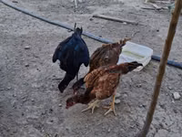 Chickens — foto 2