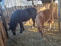 母马, Horses — 照片 6