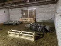 Живые баранчики 5-6 мес (25-35 кг) — сүрөт 2