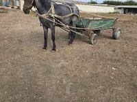 Yegua, Caballos — foto 2