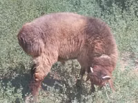 Carnero, Hissar sheep — foto 3