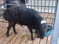 Bélier, Moutons — photo 2