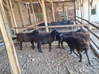 ஆண் ஆடு, ஆடுகள் — புகைப்படம் 4