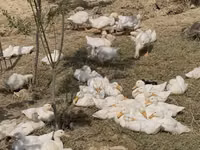 Ducks — Foto 1