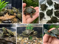 Məhsul: Qırmızıqulaq su tısbağası balaları (Trachemys scripta elegans) — 照片 2
